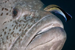 Dancing cheek to cheek.  Rankin Cod and Cleaner Wrasse.  ... by Ross Gudgeon 